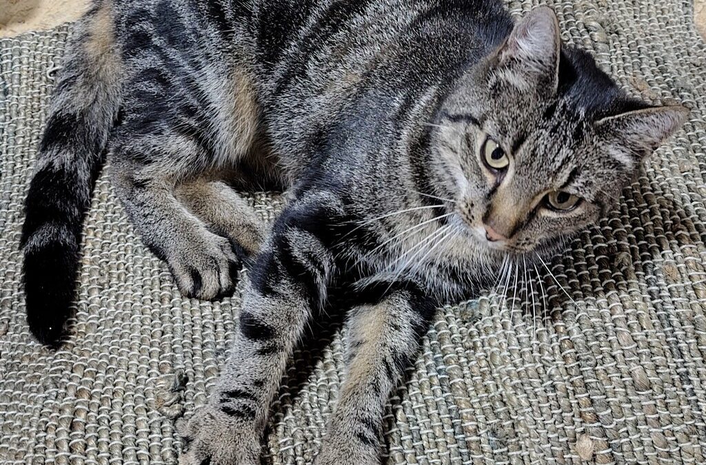 Verdwaalde poes (op de Gaaikemaweg)