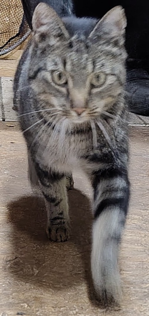kat-2