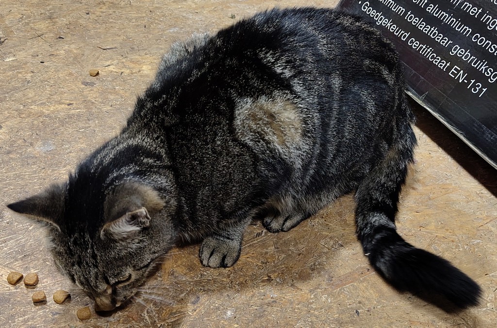 kat-3